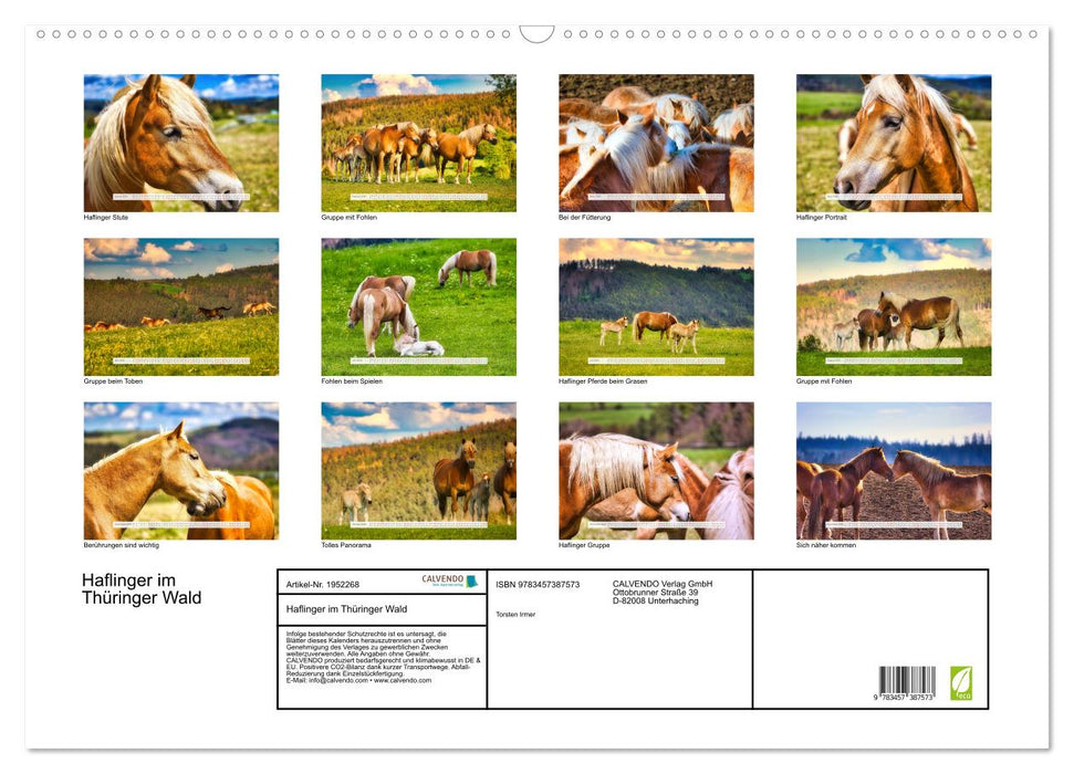 Haflinger im Thüringer Wald (CALVENDO Wandkalender 2026)