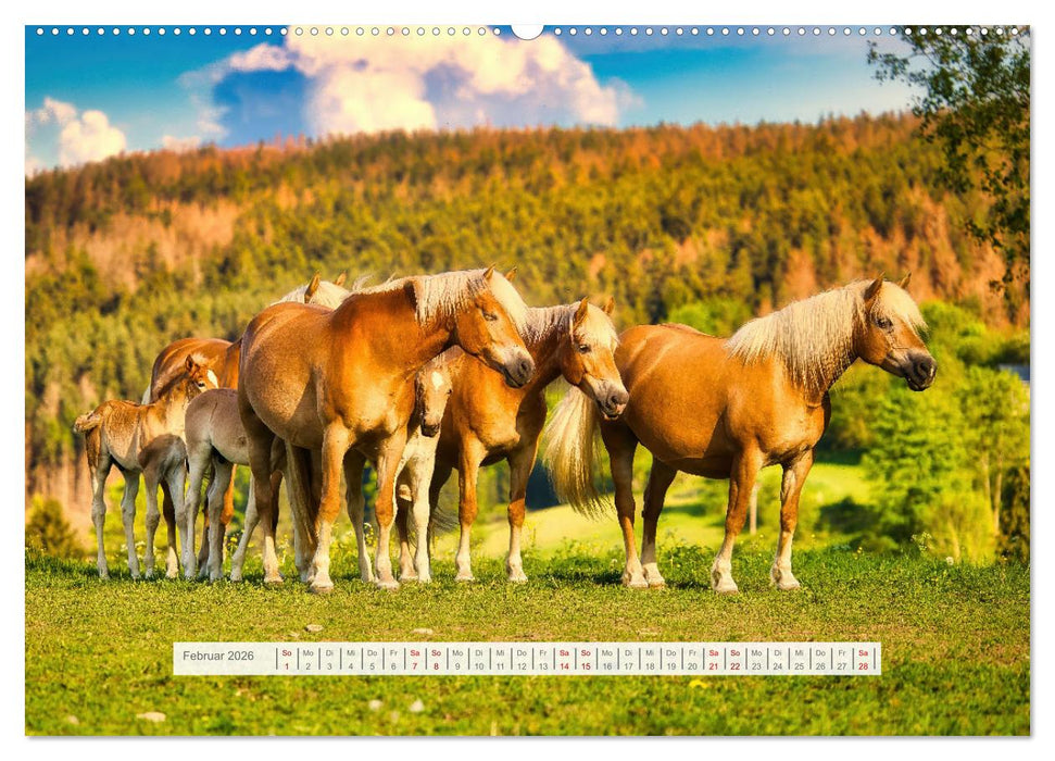 Haflinger im Thüringer Wald (CALVENDO Wandkalender 2026)