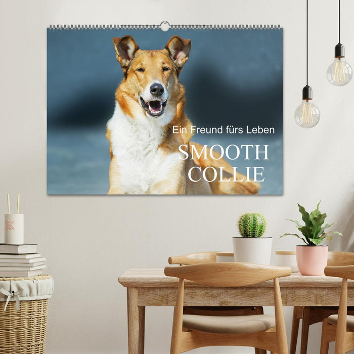 Ein Freund fürs Leben - Smooth Collie (CALVENDO Wandkalender 2026)