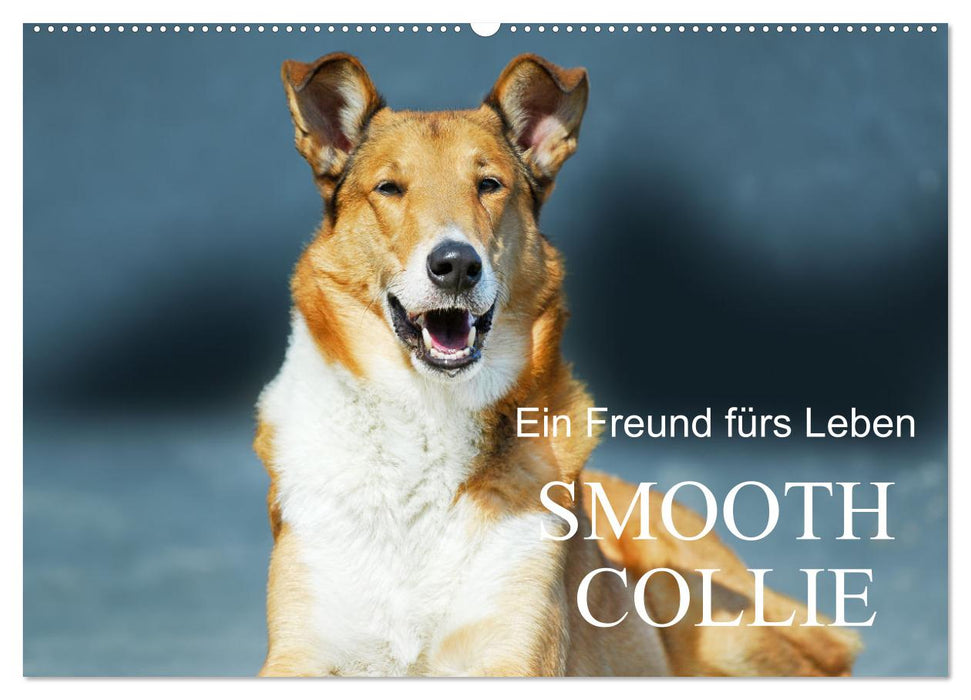 Ein Freund fürs Leben - Smooth Collie (CALVENDO Wandkalender 2026)
