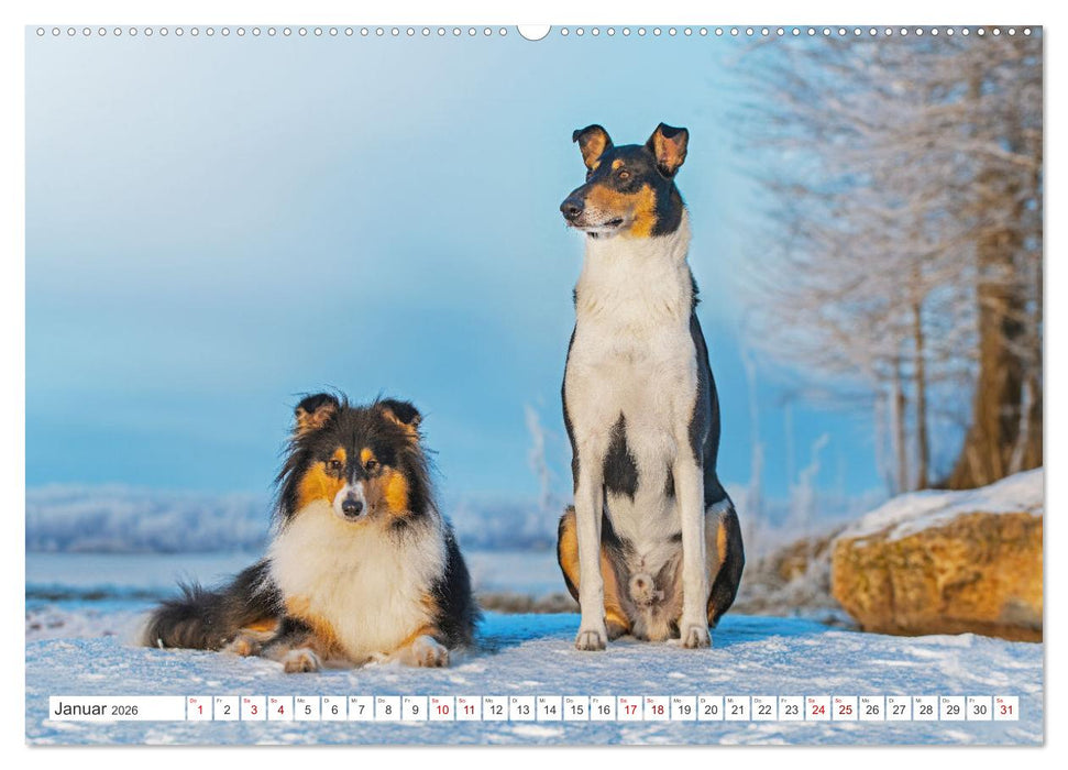 Ein Freund fürs Leben - Smooth Collie (CALVENDO Wandkalender 2026)