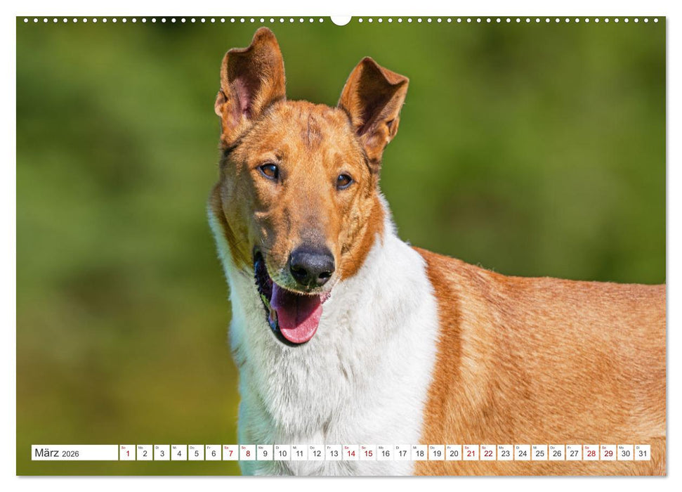 Ein Freund fürs Leben - Smooth Collie (CALVENDO Wandkalender 2026)