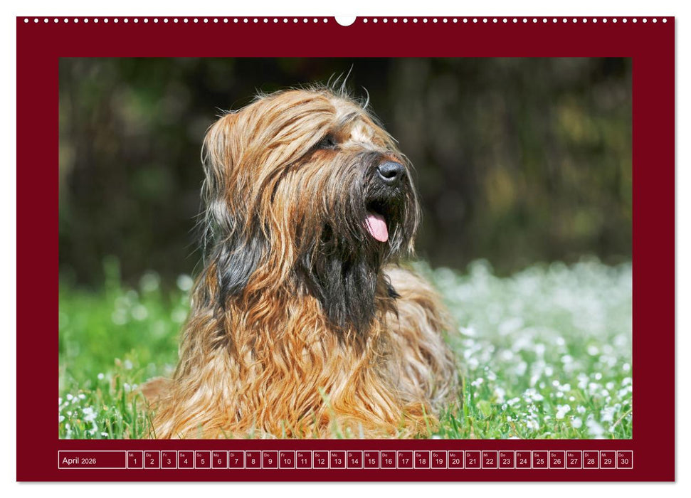 Herz auf vier Pfoten - Briard (CALVENDO Premium Wandkalender 2026)