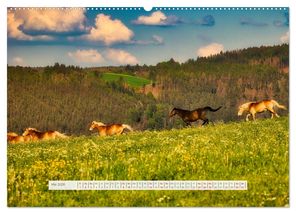 Haflinger im Thüringer Wald (CALVENDO Premium Wandkalender 2026)