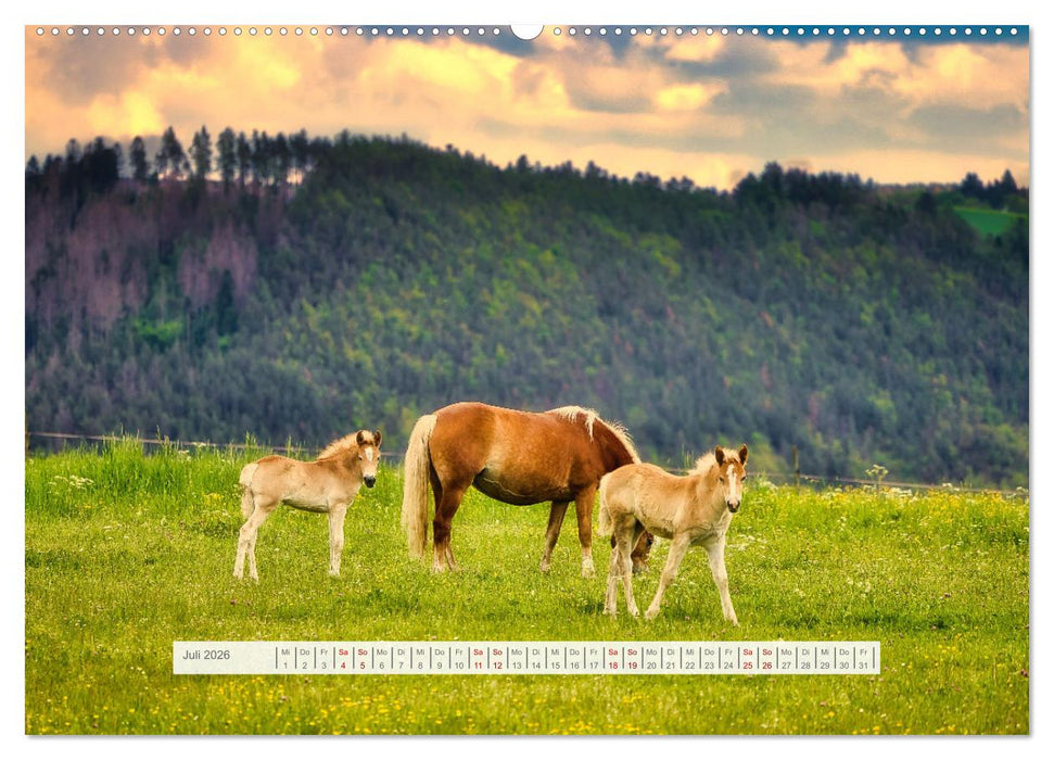 Haflinger im Thüringer Wald (CALVENDO Premium Wandkalender 2026)