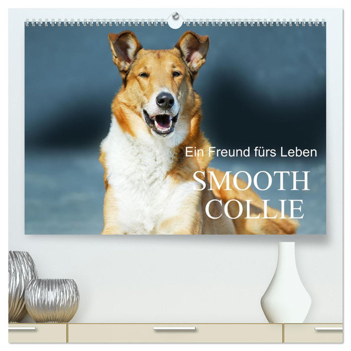 Ein Freund fürs Leben - Smooth Collie (CALVENDO Premium Wandkalender 2026)