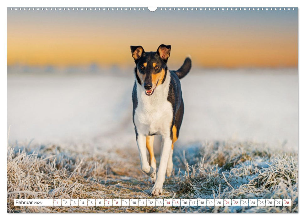 Ein Freund fürs Leben - Smooth Collie (CALVENDO Premium Wandkalender 2026)