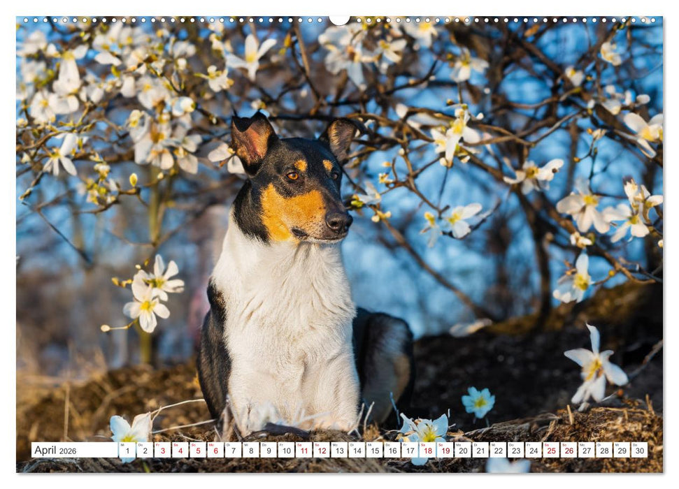 Ein Freund fürs Leben - Smooth Collie (CALVENDO Premium Wandkalender 2026)