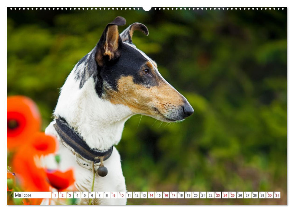 Ein Freund fürs Leben - Smooth Collie (CALVENDO Premium Wandkalender 2026)