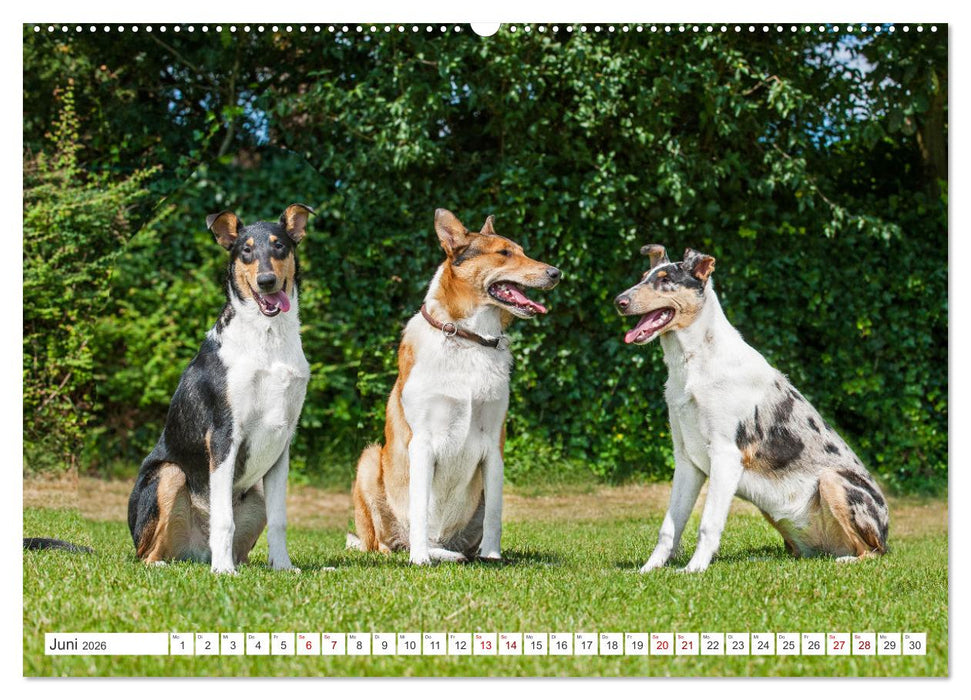 Ein Freund fürs Leben - Smooth Collie (CALVENDO Premium Wandkalender 2026)