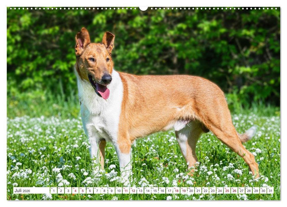 Ein Freund fürs Leben - Smooth Collie (CALVENDO Premium Wandkalender 2026)