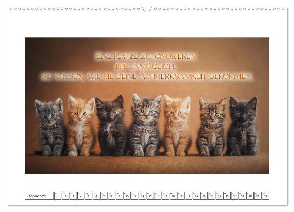 Katzenpower (CALVENDO Wandkalender 2026)