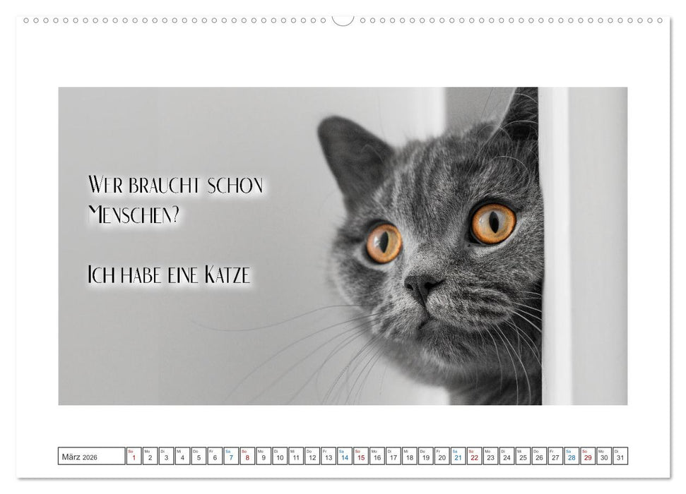 Katzenpower (CALVENDO Wandkalender 2026)