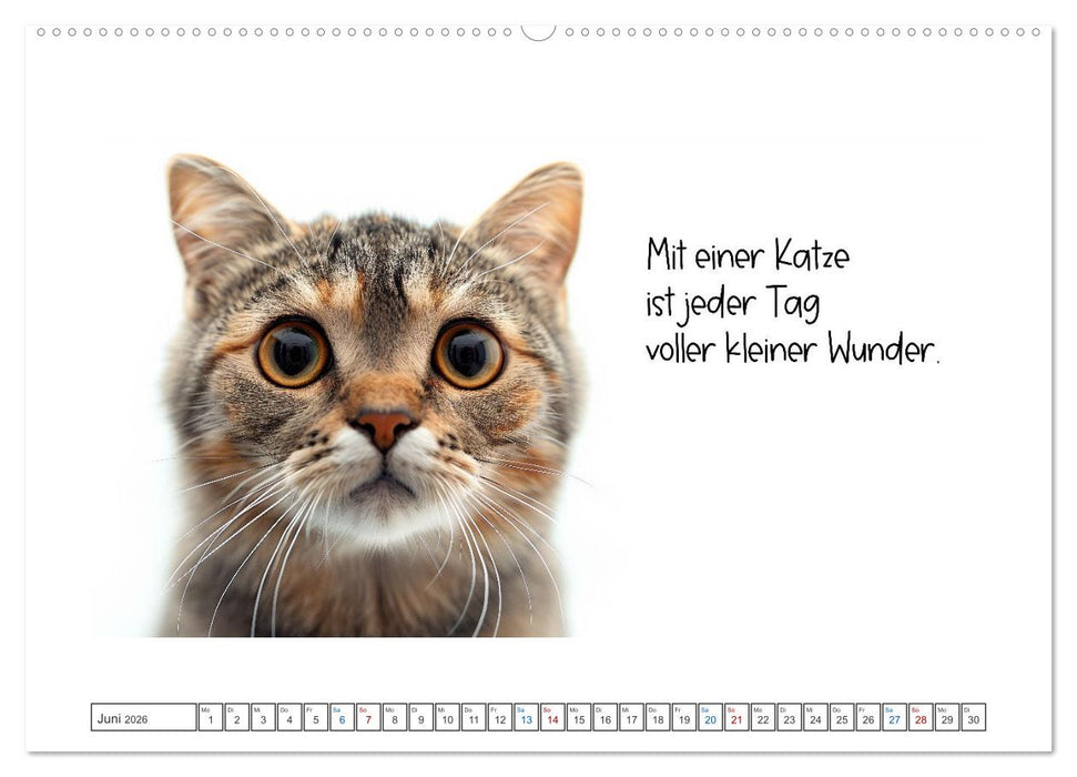 Katzenpower (CALVENDO Wandkalender 2026)