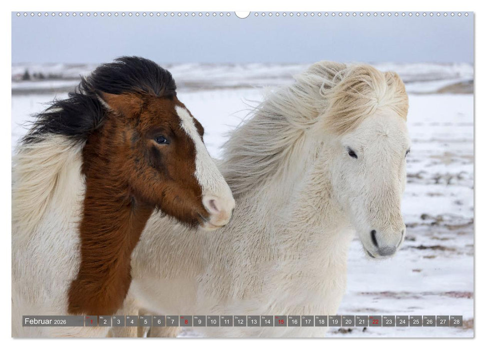 Islandpferde - Reise in ihre wilde Heimat (CALVENDO Wandkalender 2026)