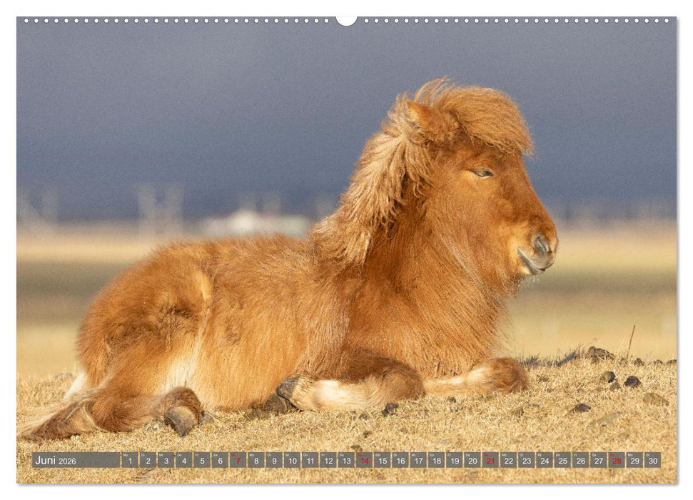 Islandpferde - Reise in ihre wilde Heimat (CALVENDO Wandkalender 2026)