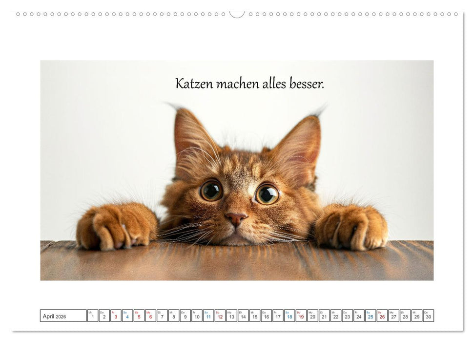 Katzenpower (CALVENDO Premium Wandkalender 2026)