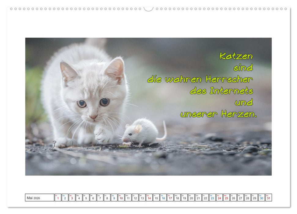 Katzenpower (CALVENDO Premium Wandkalender 2026)