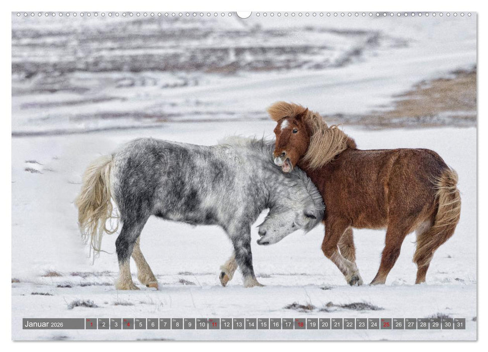 Islandpferde - Reise in ihre wilde Heimat (CALVENDO Premium Wandkalender 2026)