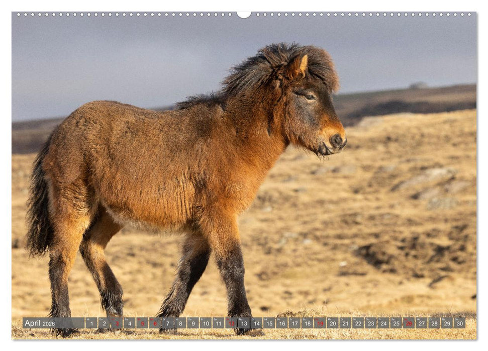 Islandpferde - Reise in ihre wilde Heimat (CALVENDO Premium Wandkalender 2026)