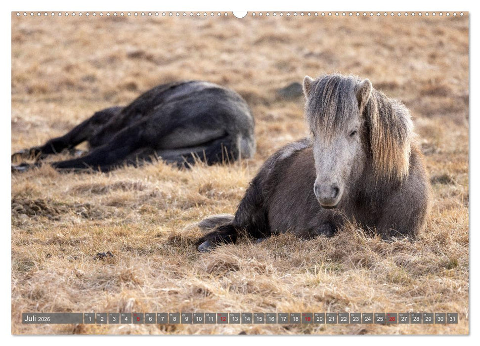 Islandpferde - Reise in ihre wilde Heimat (CALVENDO Premium Wandkalender 2026)