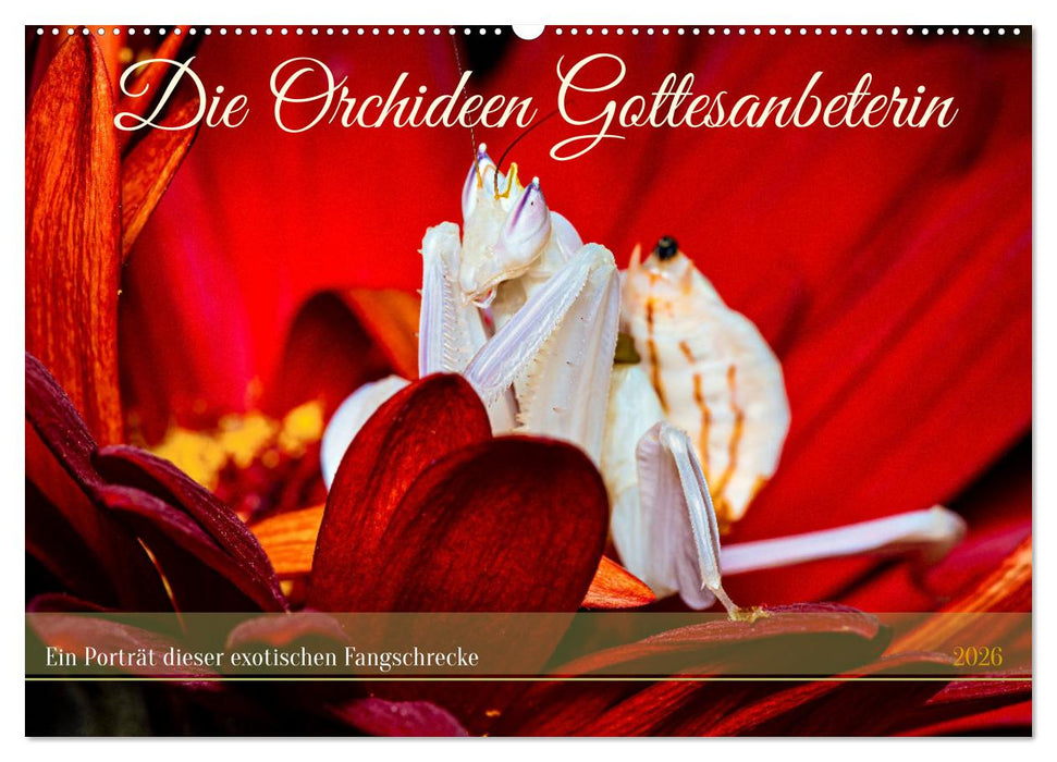 Die Orchideen Gottesanbeterin (CALVENDO Wandkalender 2026)