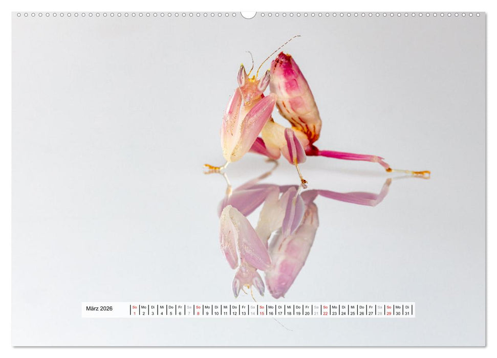 Die Orchideen Gottesanbeterin (CALVENDO Wandkalender 2026)