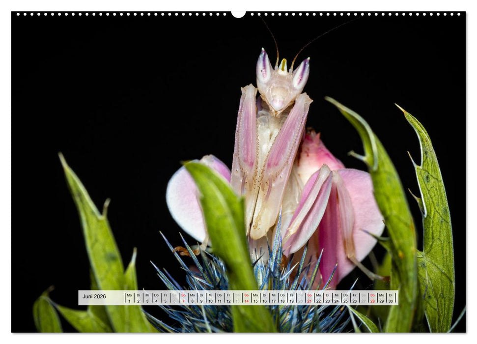 Die Orchideen Gottesanbeterin (CALVENDO Wandkalender 2026)