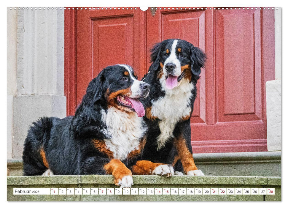 Berner Sennenhund - Der beste Freund fürs Leben (CALVENDO Premium Wandkalender 2026)