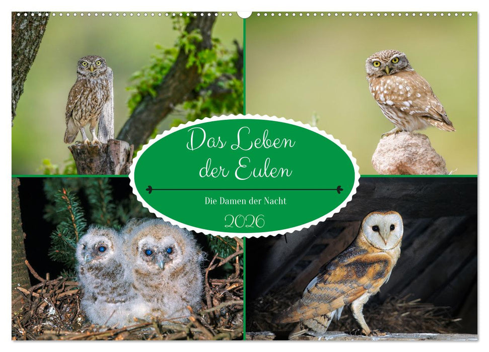 Das Leben der Eulen, die Damen der Nacht (CALVENDO Wandkalender 2026)