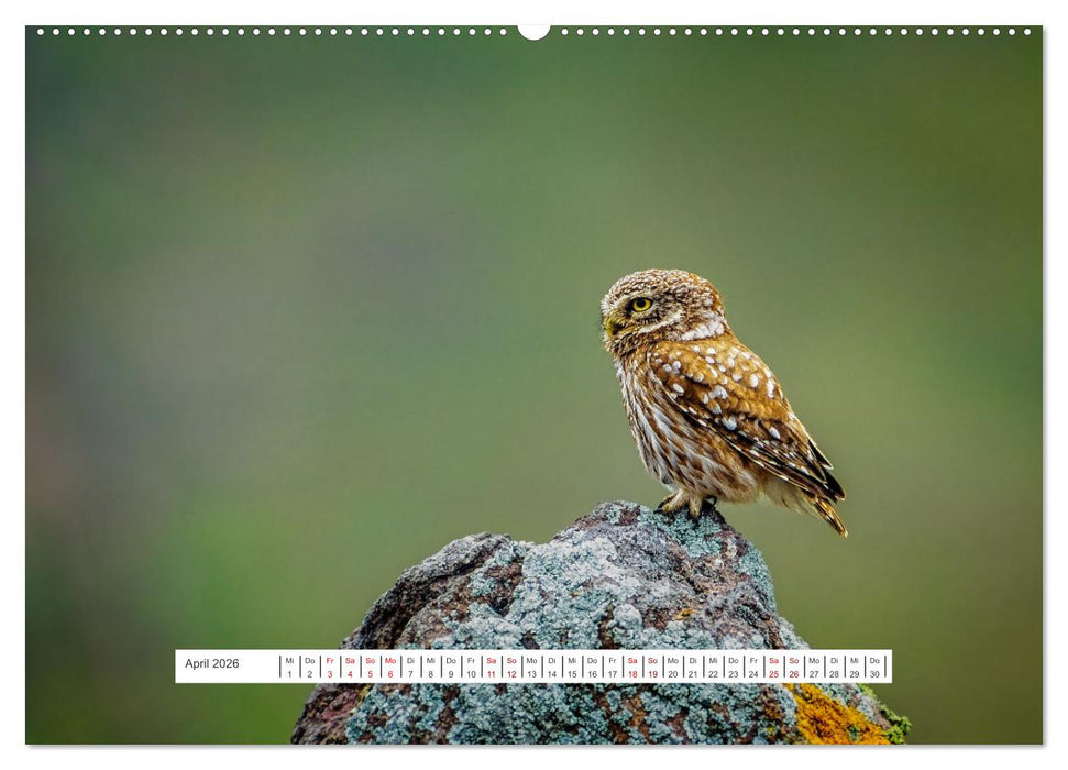 Das Leben der Eulen, die Damen der Nacht (CALVENDO Wandkalender 2026)