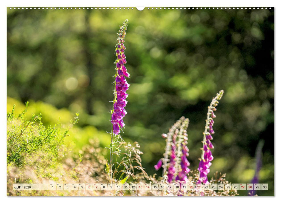 Entlang der Schwarzwald-Hochstraße (CALVENDO Premium Wandkalender 2026)