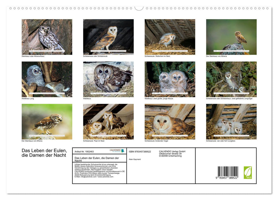 Das Leben der Eulen, die Damen der Nacht (CALVENDO Premium Wandkalender 2026)