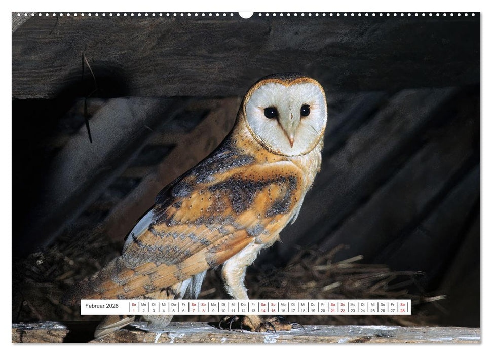 Das Leben der Eulen, die Damen der Nacht (CALVENDO Premium Wandkalender 2026)