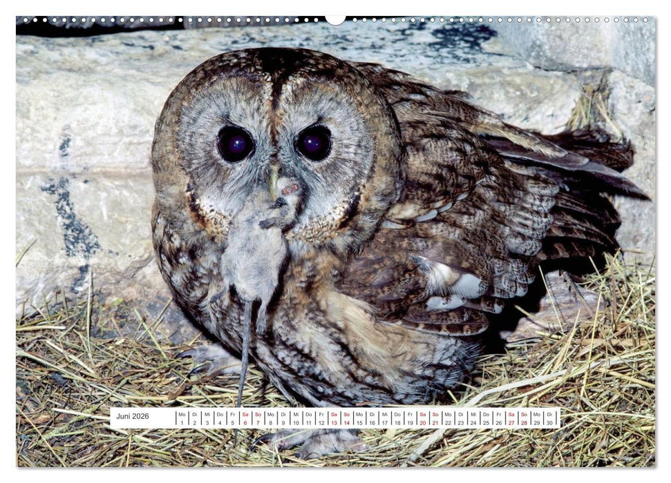 Das Leben der Eulen, die Damen der Nacht (CALVENDO Premium Wandkalender 2026)