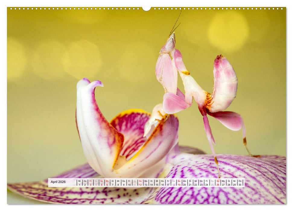 Die Orchideen Gottesanbeterin (CALVENDO Premium Wandkalender 2026)