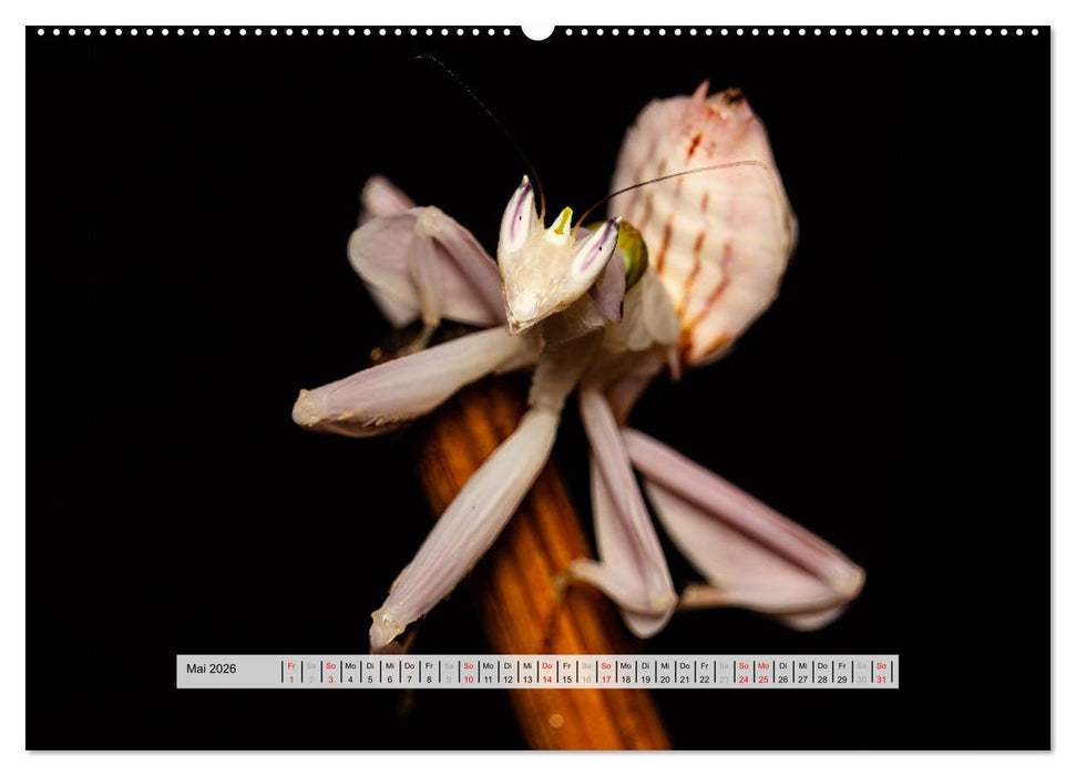Die Orchideen Gottesanbeterin (CALVENDO Premium Wandkalender 2026)