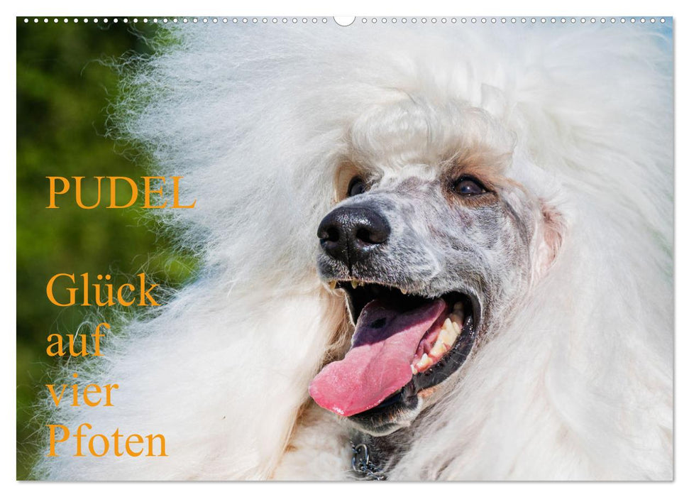 Pudel - Glück auf vier Pfoten (CALVENDO Wandkalender 2026)