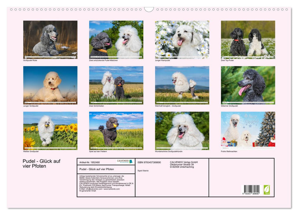Pudel - Glück auf vier Pfoten (CALVENDO Wandkalender 2026)