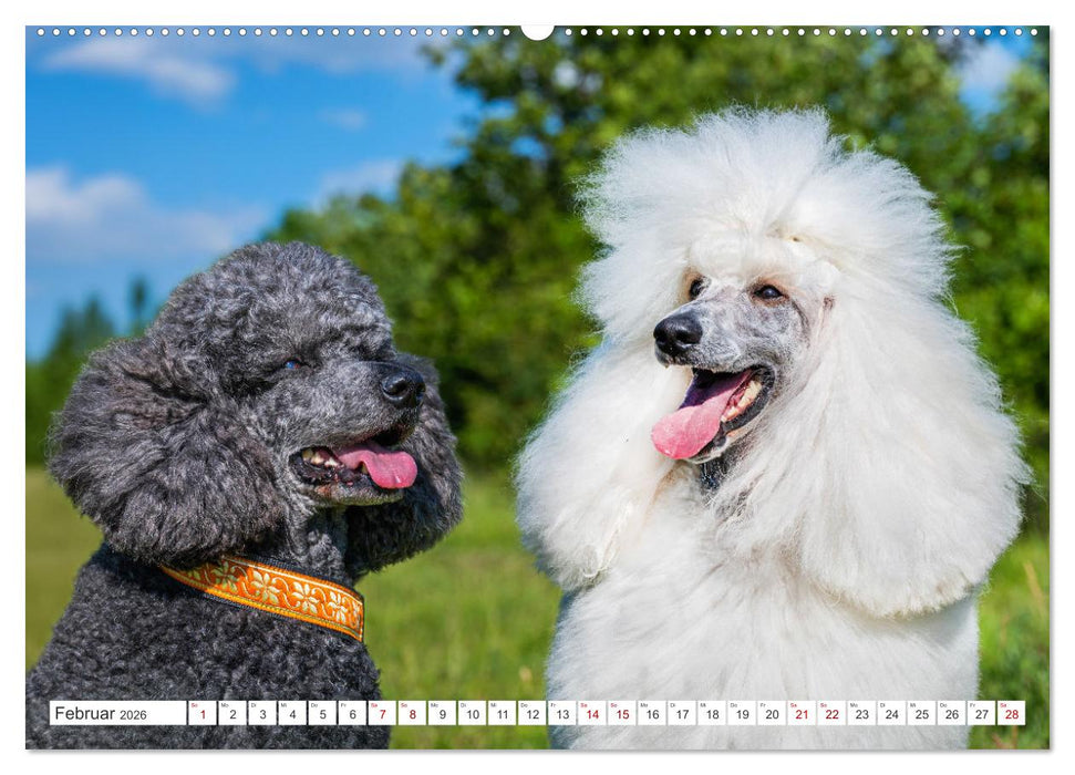 Pudel - Glück auf vier Pfoten (CALVENDO Wandkalender 2026)