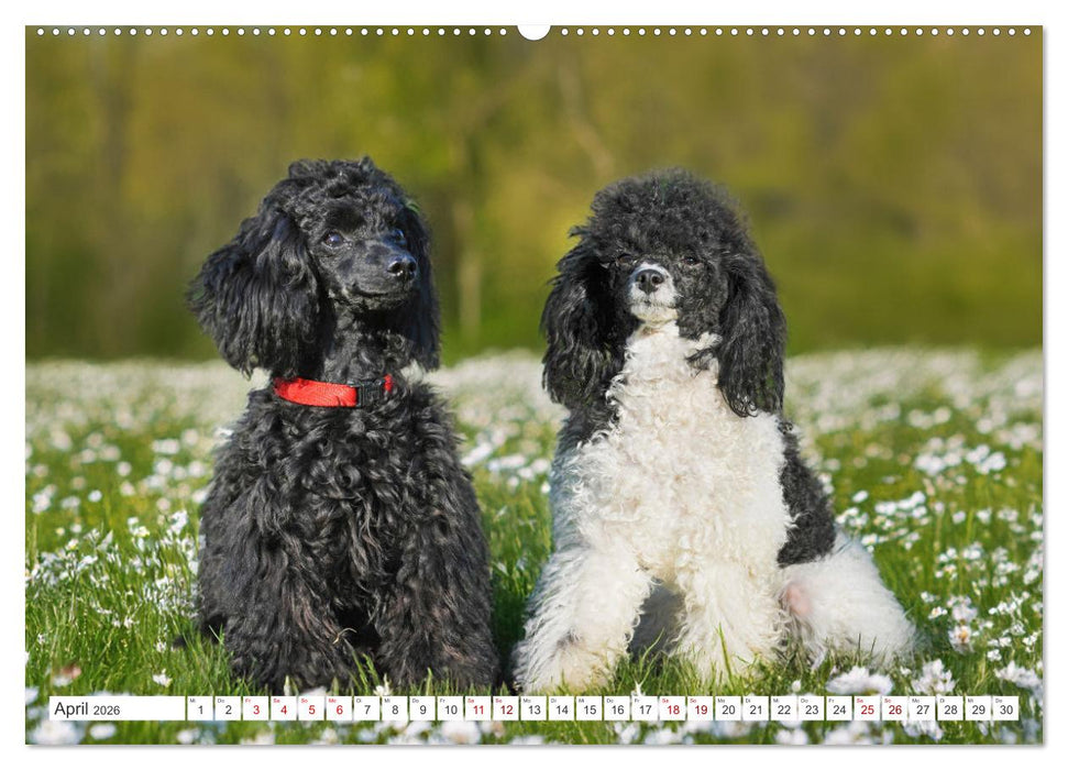 Pudel - Glück auf vier Pfoten (CALVENDO Wandkalender 2026)