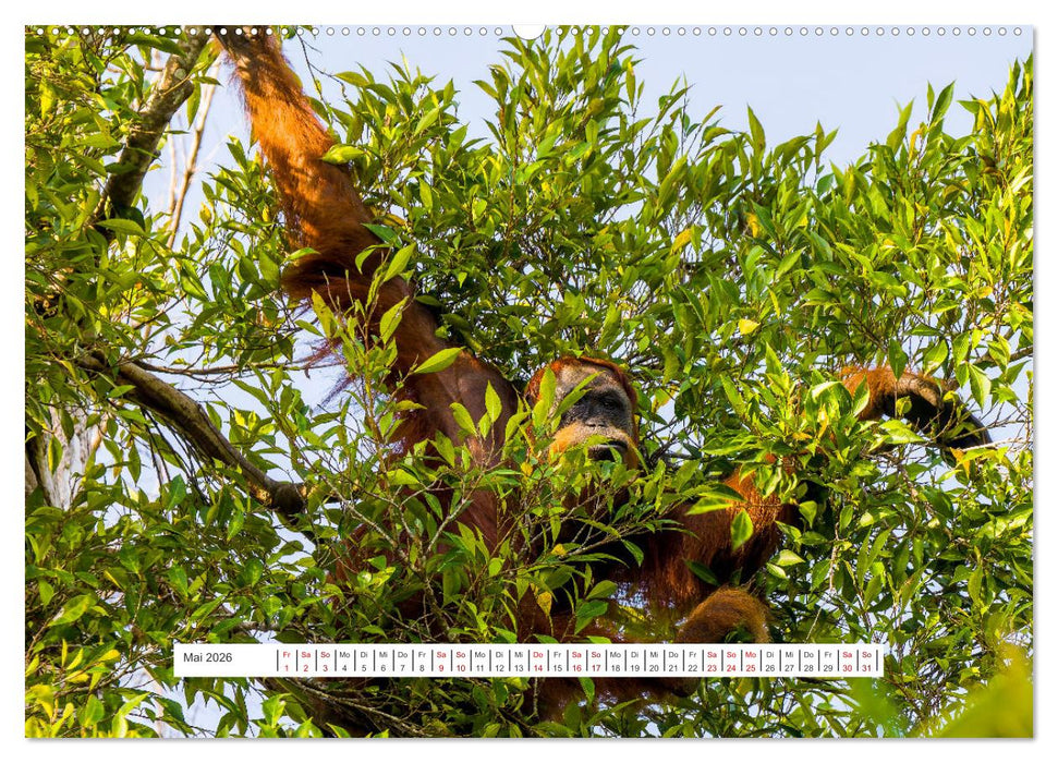 Gunung Leuser Nationalpark und seine Orang Utans (CALVENDO Wandkalender 2026)