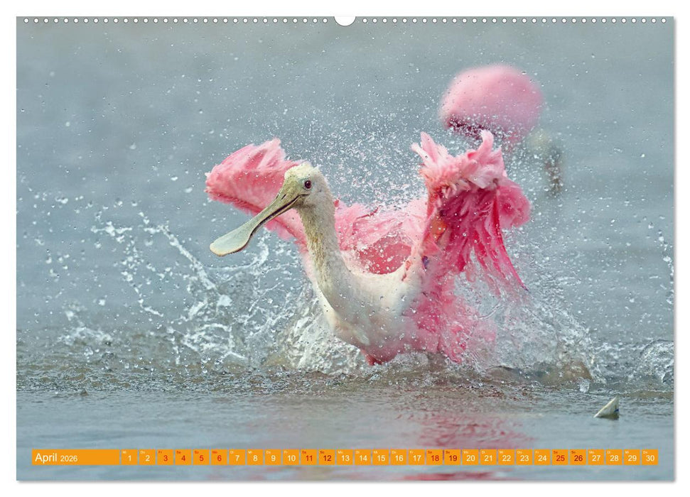 Wildes Costa Rica (CALVENDO Premium Wandkalender 2026)