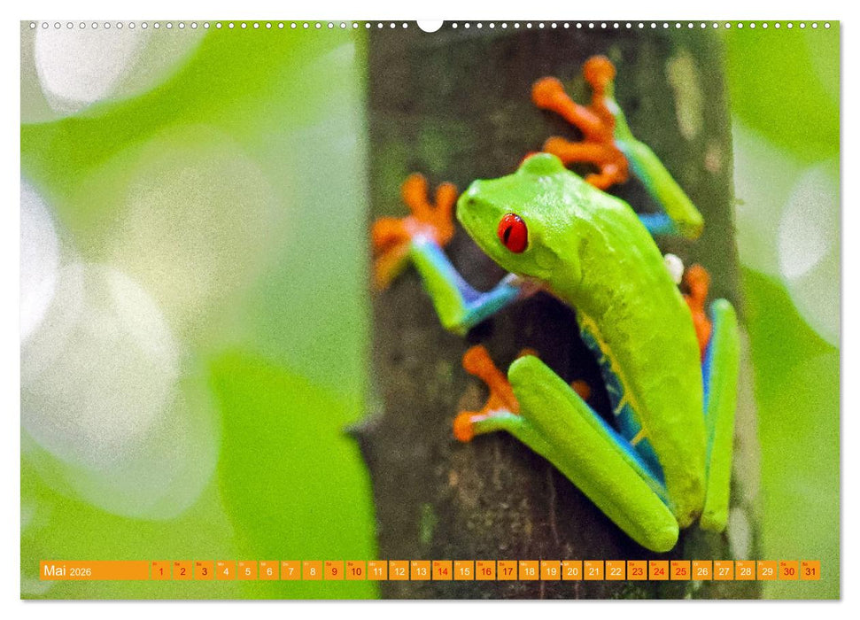 Wildes Costa Rica (CALVENDO Premium Wandkalender 2026)