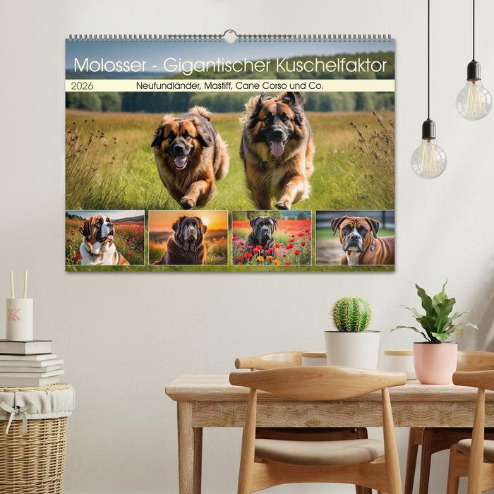 Molosser - Gigantischer Kuschelfaktor (CALVENDO Wandkalender 2026)