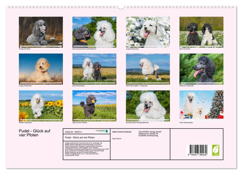 Pudel - Glück auf vier Pfoten (CALVENDO Premium Wandkalender 2026)