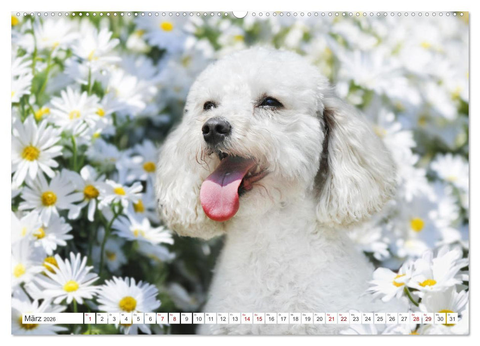 Pudel - Glück auf vier Pfoten (CALVENDO Premium Wandkalender 2026)