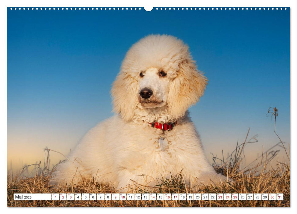 Pudel - Glück auf vier Pfoten (CALVENDO Premium Wandkalender 2026)