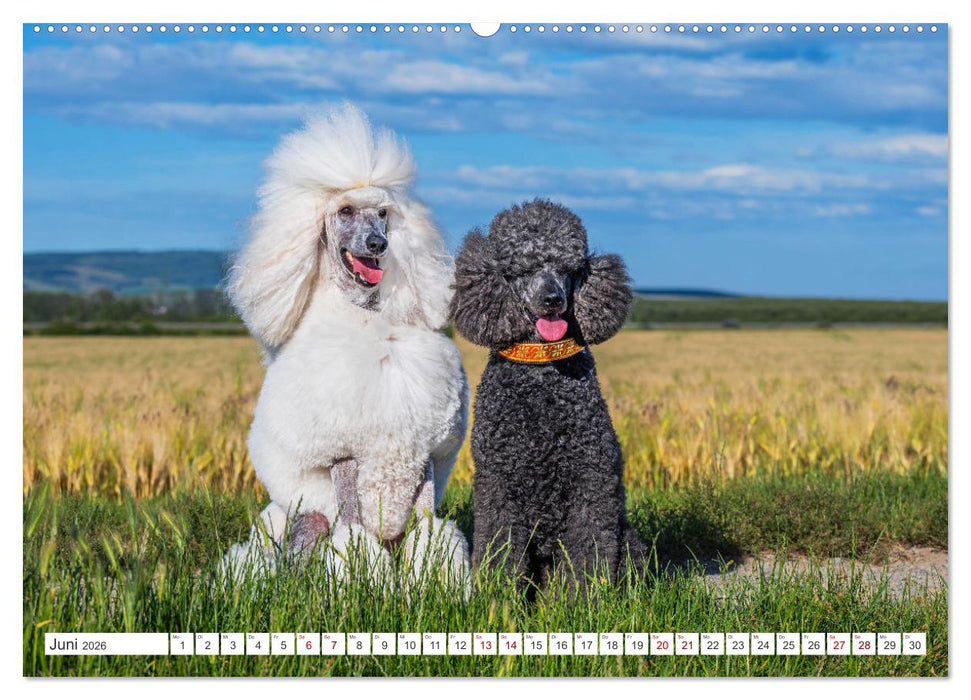 Pudel - Glück auf vier Pfoten (CALVENDO Premium Wandkalender 2026)