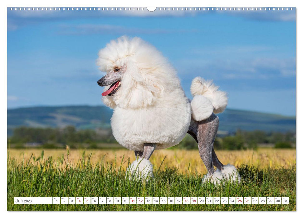 Pudel - Glück auf vier Pfoten (CALVENDO Premium Wandkalender 2026)
